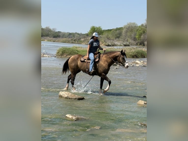 Quarter horse américain Jument 8 Ans 157 cm Buckskin in Edmond