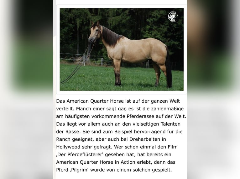 Quarter horse américain Jument 8 Ans 157 cm Isabelle in Eckental