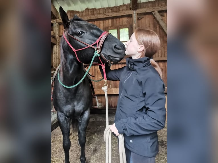 Quarter horse américain Jument 8 Ans 157 cm Noir in Boll