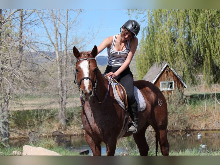 Quarter horse américain Jument 8 Ans 157 cm Rouan Rouge in Fort Collins CO
