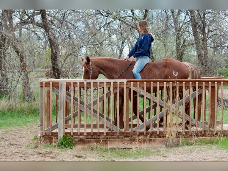 Quarter horse américain Jument 8 Ans 157 cm Rouan Rouge in Fort Collins CO