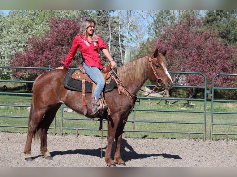 Quarter horse américain Jument 8 Ans 157 cm Rouan Rouge in Fort Collins CO