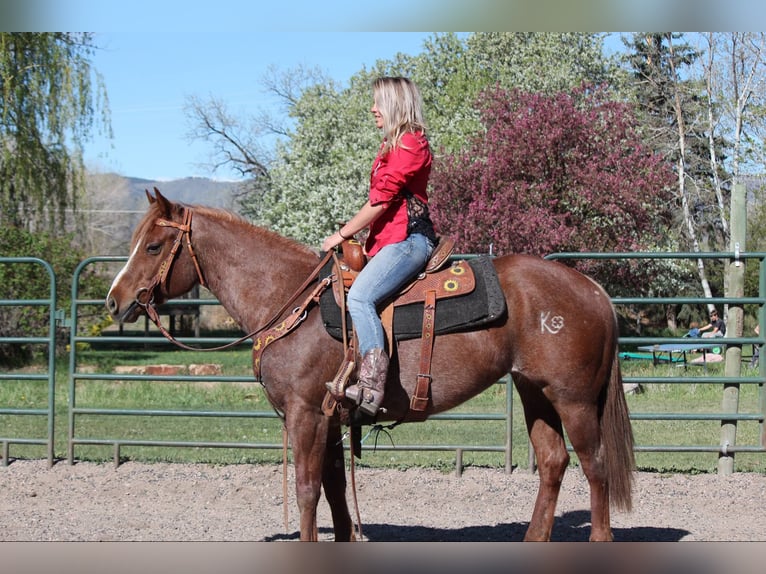 Quarter horse américain Jument 8 Ans 157 cm Rouan Rouge in Fort Collins CO