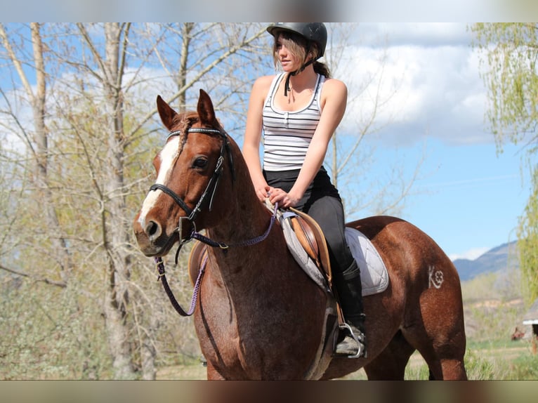 Quarter horse américain Jument 8 Ans 157 cm Rouan Rouge in Fort Collins CO