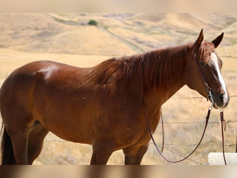Quarter horse américain Jument 8 Ans 160 cm Alezan brûlé in Bitterwater CA