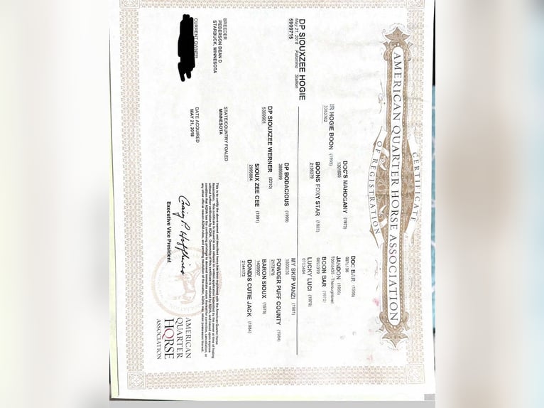 Quarter horse américain Jument 8 Ans 160 cm Palomino in Princeton MO