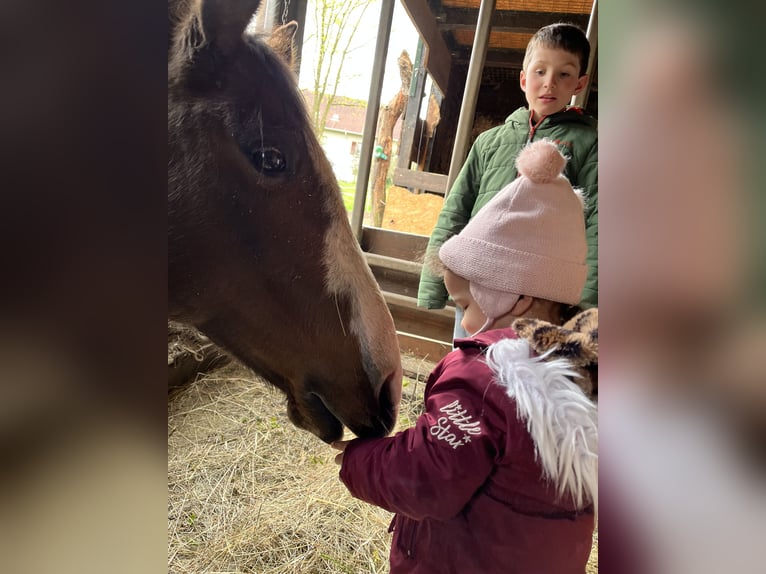 Quarter horse américain Croisé Jument 8 Ans 163 cm Bai in Alsting
