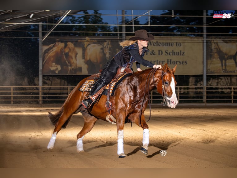 Quarter horse américain Jument 8 Ans Alezan in Hocheck