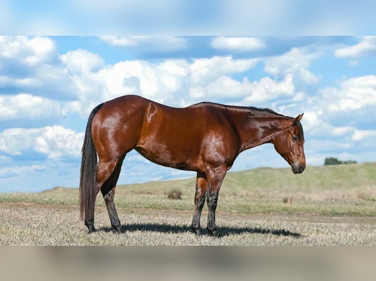 Quarter horse américain Jument 8 Ans Bai cerise in texas