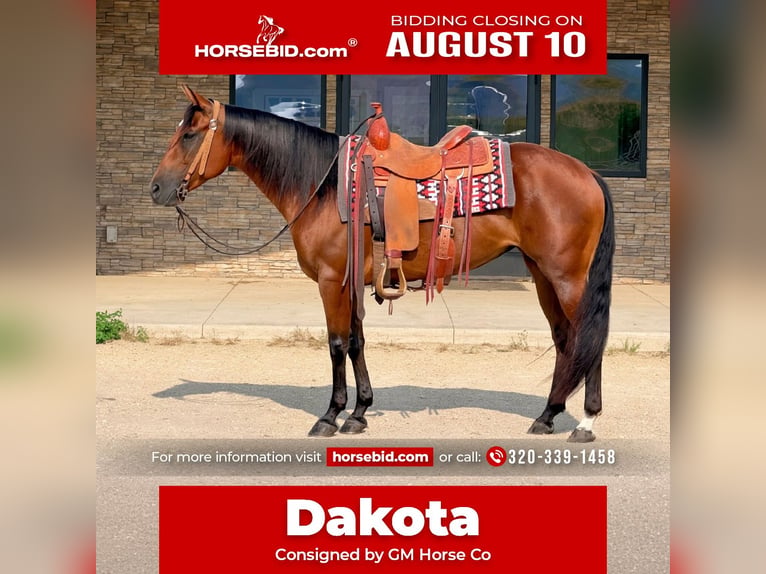 Quarter horse américain Jument 8 Ans Bai cerise in Cannon Falls