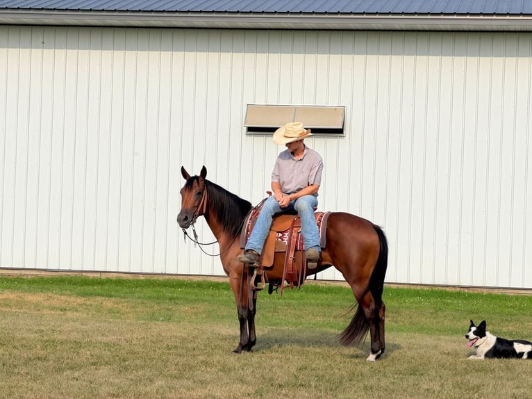 Quarter horse américain Jument 8 Ans Bai cerise in Cannon Falls