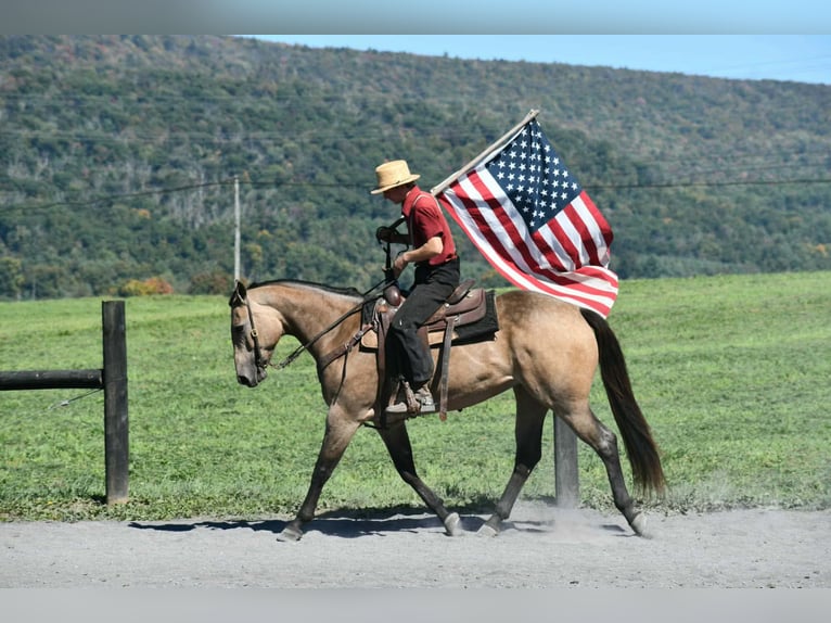 Quarter horse américain Jument 8 Ans Buckskin in Rebersburg