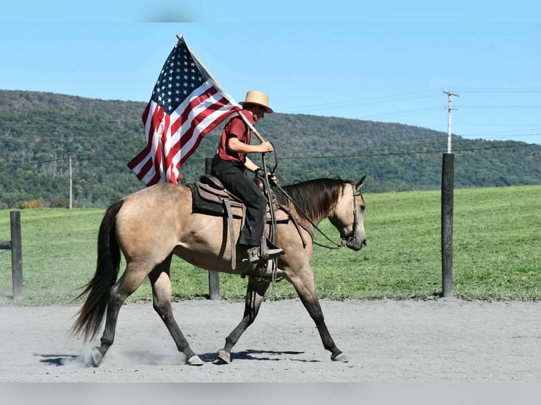 Quarter horse américain Jument 8 Ans Buckskin in Rebersburg