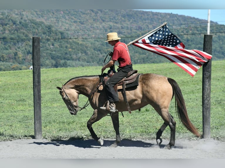 Quarter horse américain Jument 8 Ans Buckskin in Rebersburg