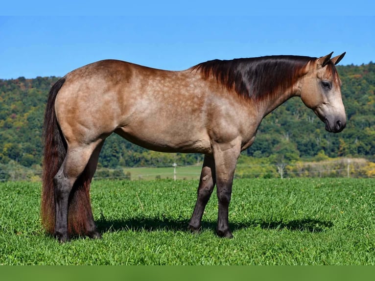 Quarter horse américain Jument 8 Ans Buckskin in Rebersburg