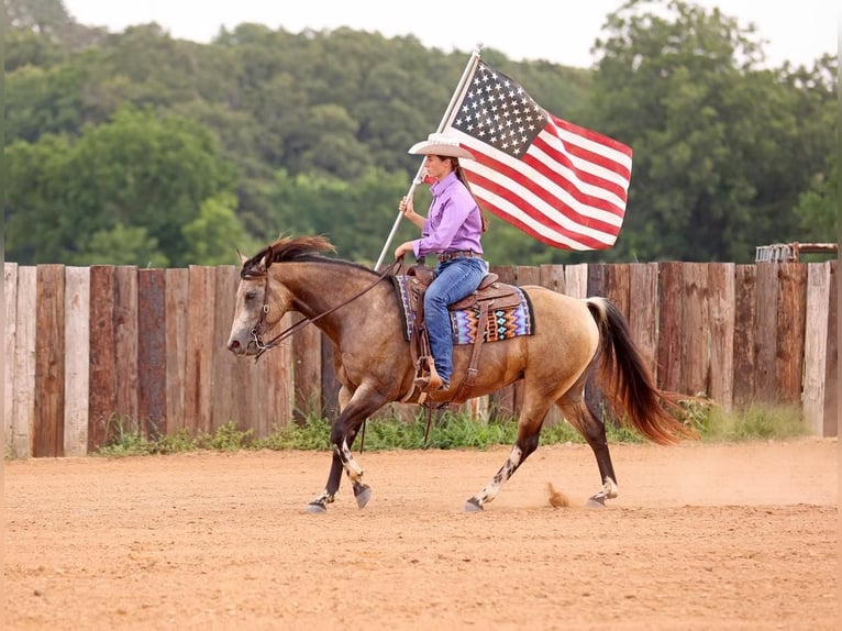 Quarter horse américain Jument 8 Ans Buckskin in Adair OK