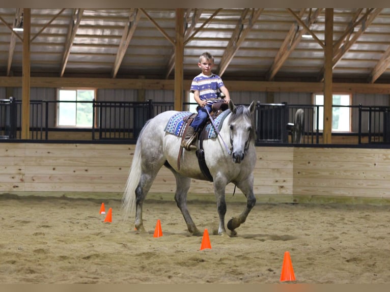 Quarter horse américain Jument 8 Ans Gris in Clarion