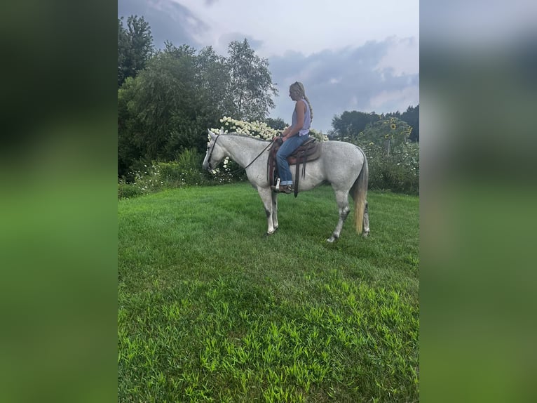 Quarter horse américain Jument 8 Ans Gris in Shelbyville