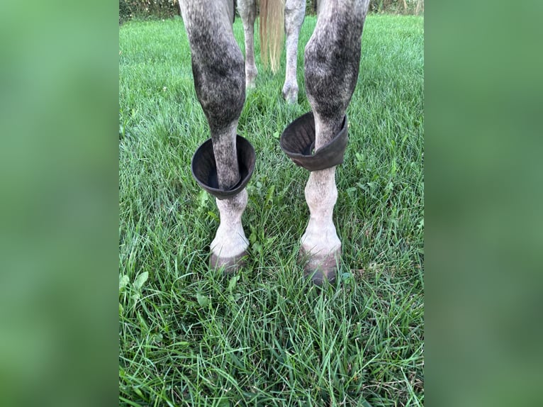 Quarter horse américain Jument 8 Ans Gris in Shelbyville