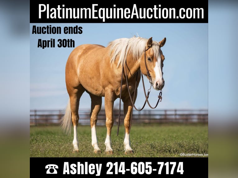 Quarter horse américain Jument 8 Ans Palomino in Weatherford TX