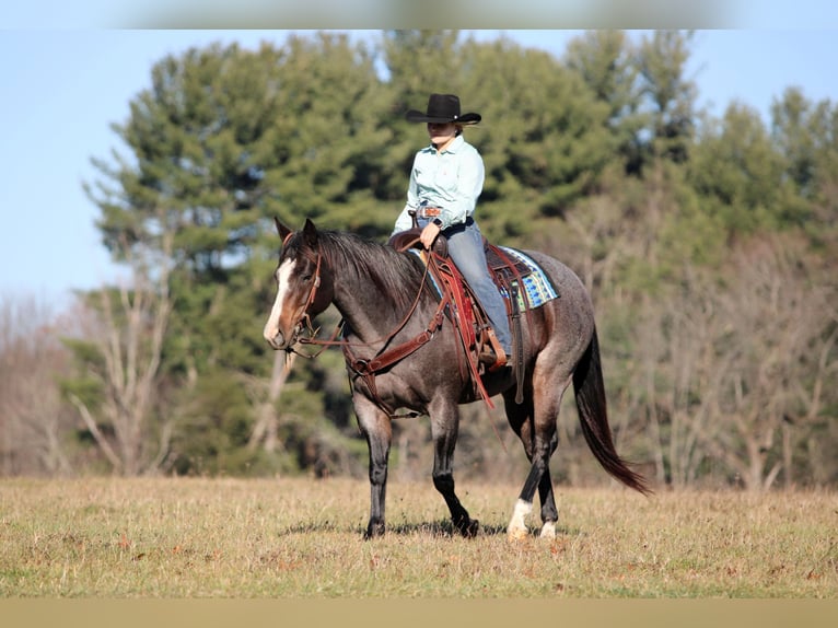 Quarter horse américain Jument 8 Ans Rouan Bleu in Clarion