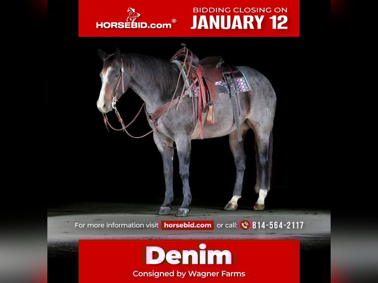 Quarter horse américain Jument 8 Ans Rouan Bleu in Clarion