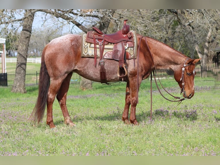 Quarter horse américain Jument 8 Ans Rouan Rouge in Burleson, TX