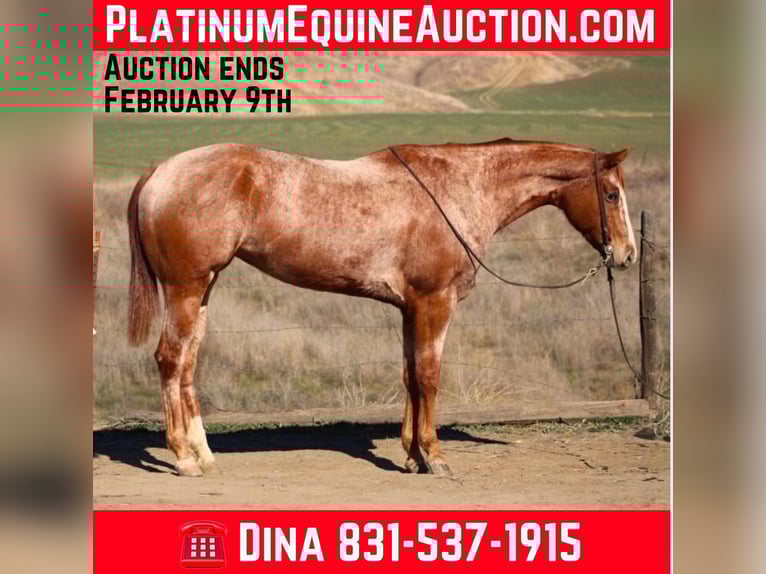 Quarter horse américain Jument 8 Ans Rouan Rouge in Paicines CA