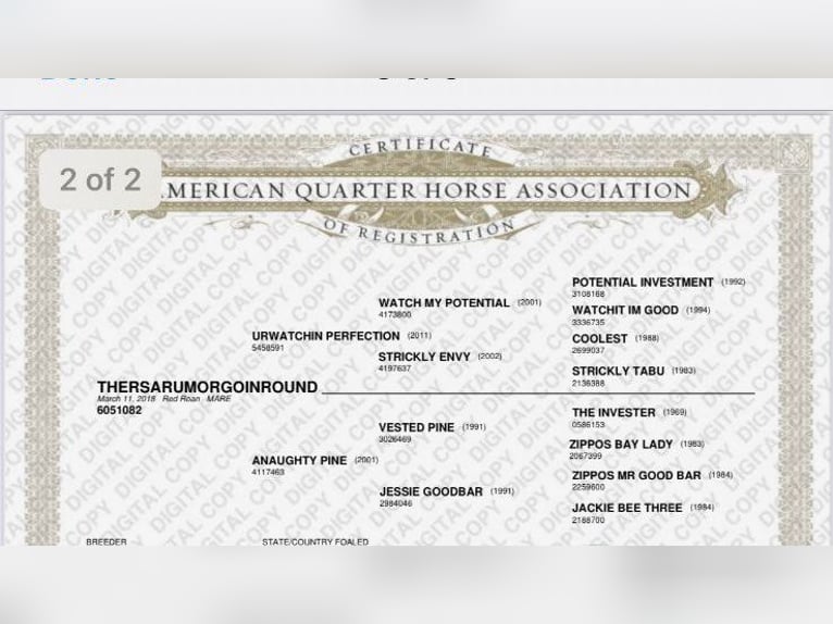 Quarter horse américain Jument 8 Ans Rouan Rouge in Paicines CA