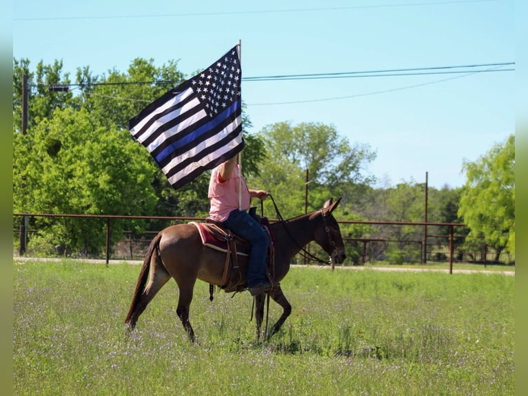 Quarter horse américain Jument 9 Ans 132 cm Isabelle in stephenville TX