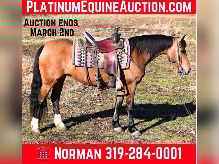 Quarter horse américain Jument 9 Ans 137 cm Isabelle in Sturgis, Mi