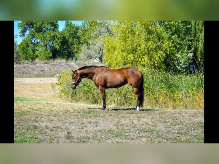 Quarter horse américain Jument 9 Ans 142 cm Bai cerise in Fort Collins, CO