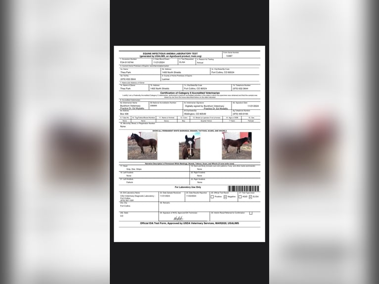 Quarter horse américain Jument 9 Ans 142 cm Bai cerise in Fort Collins, CO