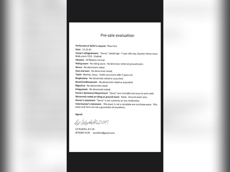 Quarter horse américain Jument 9 Ans 142 cm Bai cerise in Fort Collins, CO