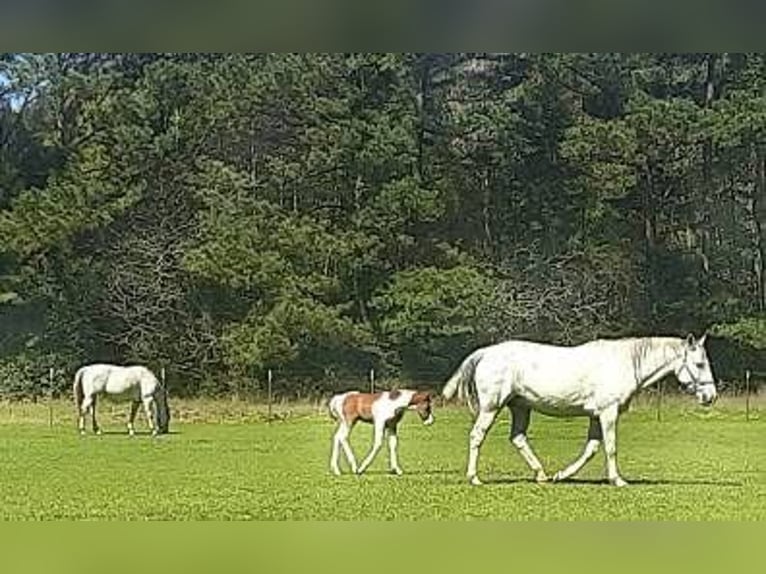 Quarter horse américain Jument 9 Ans 142 cm Gris in Fort Worth Texas