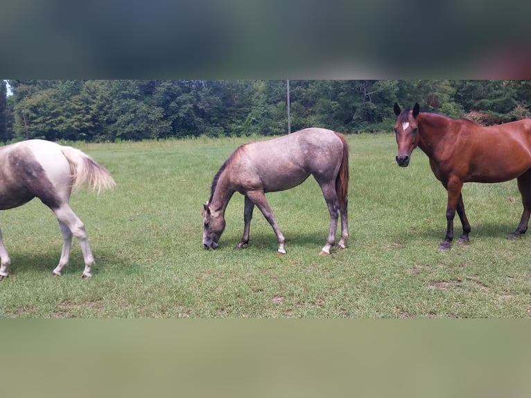 Quarter horse américain Jument 9 Ans 142 cm Gris in Fort Worth Texas