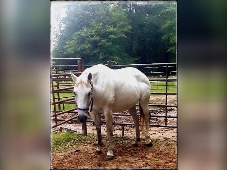 Quarter horse américain Jument 9 Ans 142 cm Gris in Fort Worth Texas