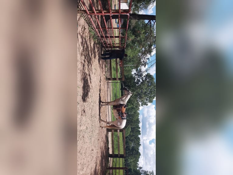 Quarter horse américain Jument 9 Ans 142 cm Gris in Fort Worth Texas