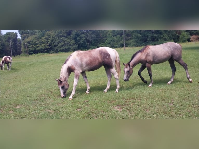 Quarter horse américain Jument 9 Ans 142 cm Gris in Fort Worth Texas