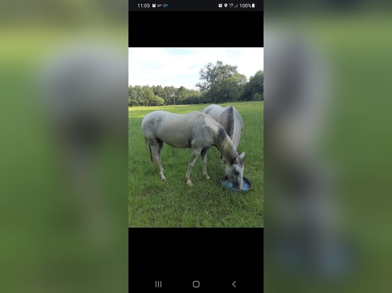 Quarter horse américain Jument 9 Ans 142 cm Gris in Fort Worth Texas