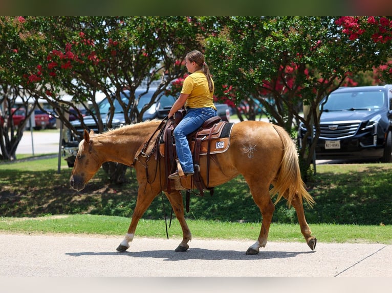 Quarter horse américain Jument 9 Ans 142 cm Palomino in Talty, TX
