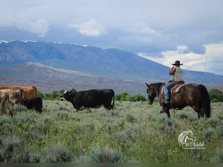 Quarter horse américain Jument 9 Ans 145 cm Bai cerise in Cody