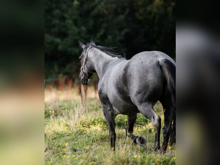 Quarter horse américain Jument 9 Ans 145 cm Rouan Bleu in Barmstedt