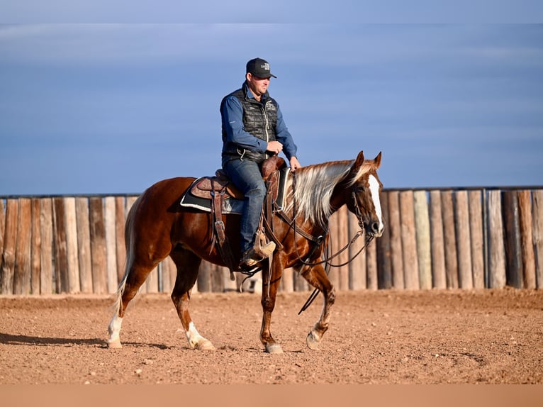 Quarter horse américain Jument 9 Ans 147 cm Alezan cuivré in Cresson, TX