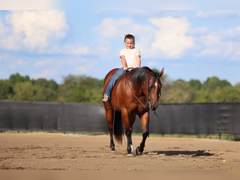 Quarter horse américain Jument 9 Ans 147 cm Bai cerise in Buffalo
