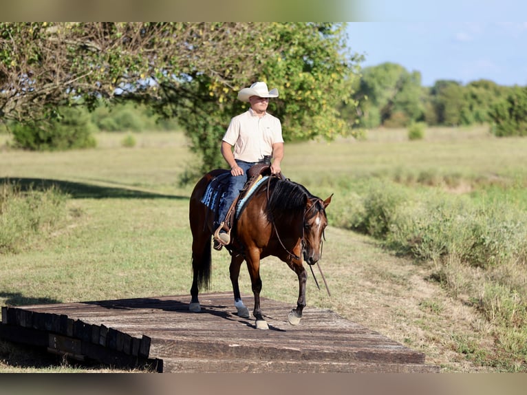 Quarter horse américain Jument 9 Ans 147 cm Bai cerise in Buffalo