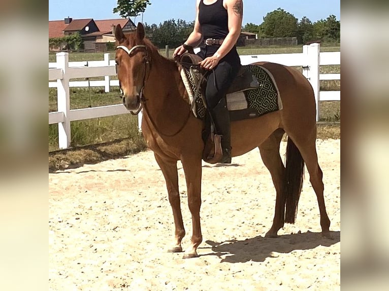 Quarter horse américain Jument 9 Ans 148 cm Alezan in Hansestadt Osterburg
