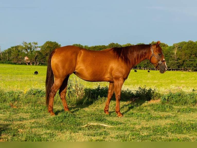 Quarter horse américain Jument 9 Ans 150 cm Alezan brûlé in Elk City OK