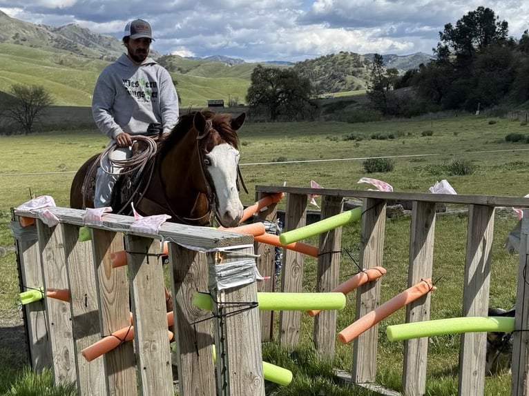 Quarter horse américain Jument 9 Ans 150 cm Alezan brûlé in Paicines CA