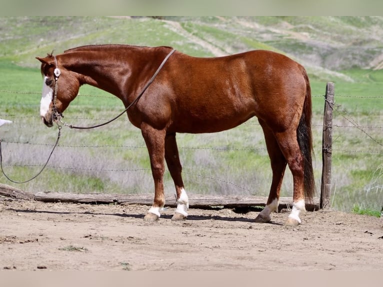 Quarter horse américain Jument 9 Ans 150 cm Alezan brûlé in Paicines CA